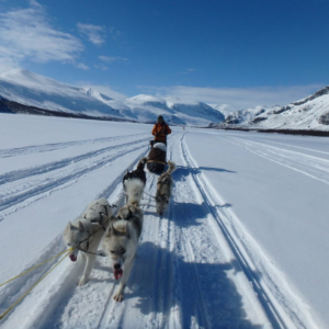 Activité chien de traîneau hiver 2024