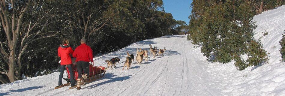 Attelage de chiens de traîneau sur piste enneigée en montagne