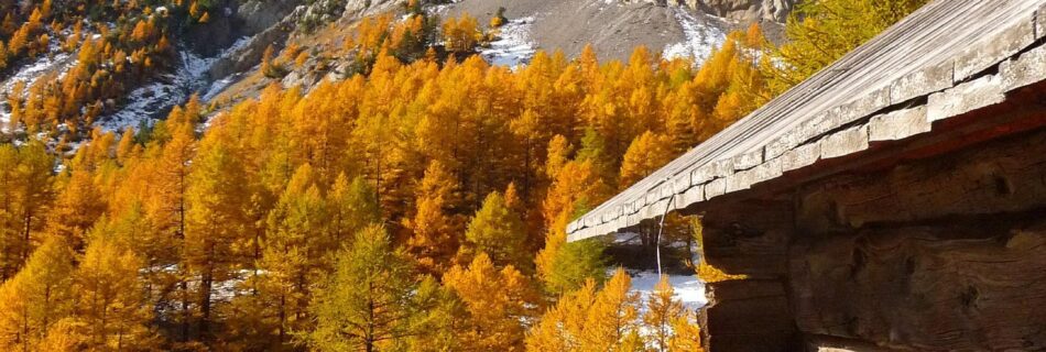 Chalet traditionnel en bois entouré de mélèzes aux couleurs d’automne dans le Queyras