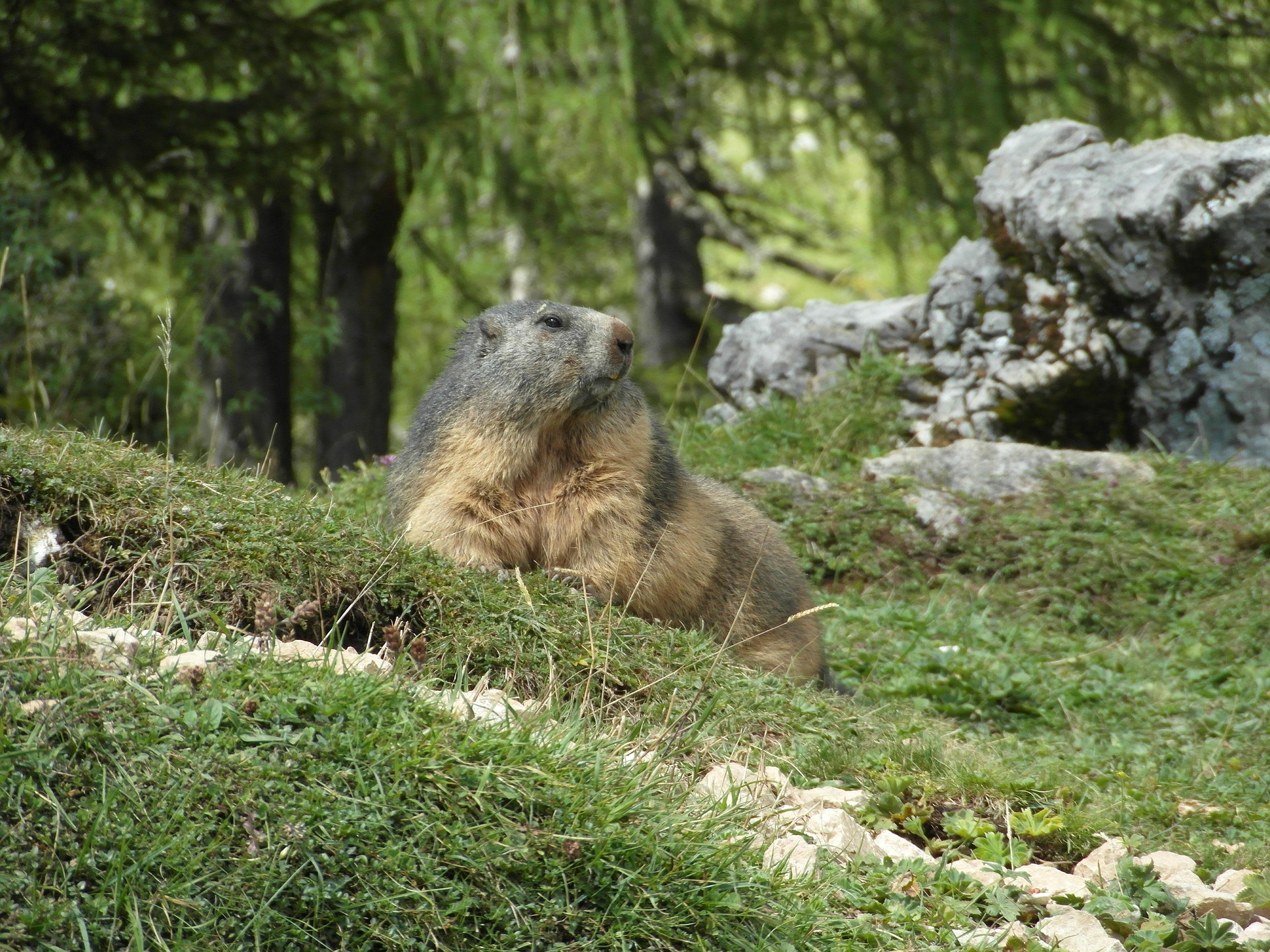 Marmotte en alpage dans le Queyras – destination queyras découverte faune et flore