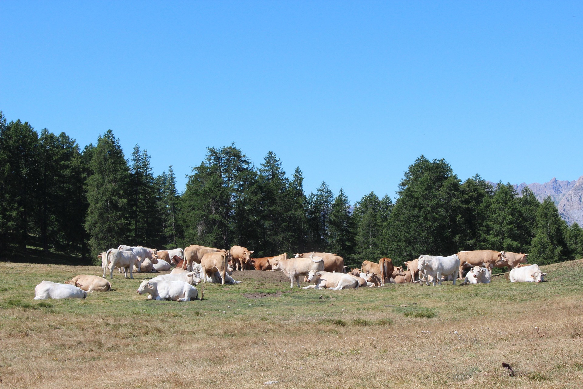 Troupeau de vaches en alpage avec forêt alpine