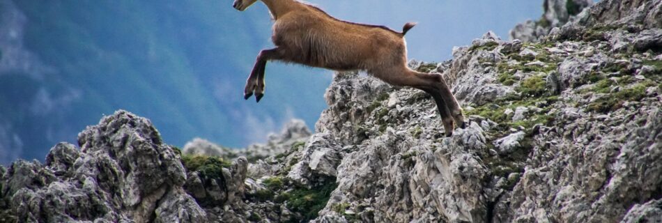 Chamois dans les montagnes du Queyras – destination queyras découverte faune et flore
