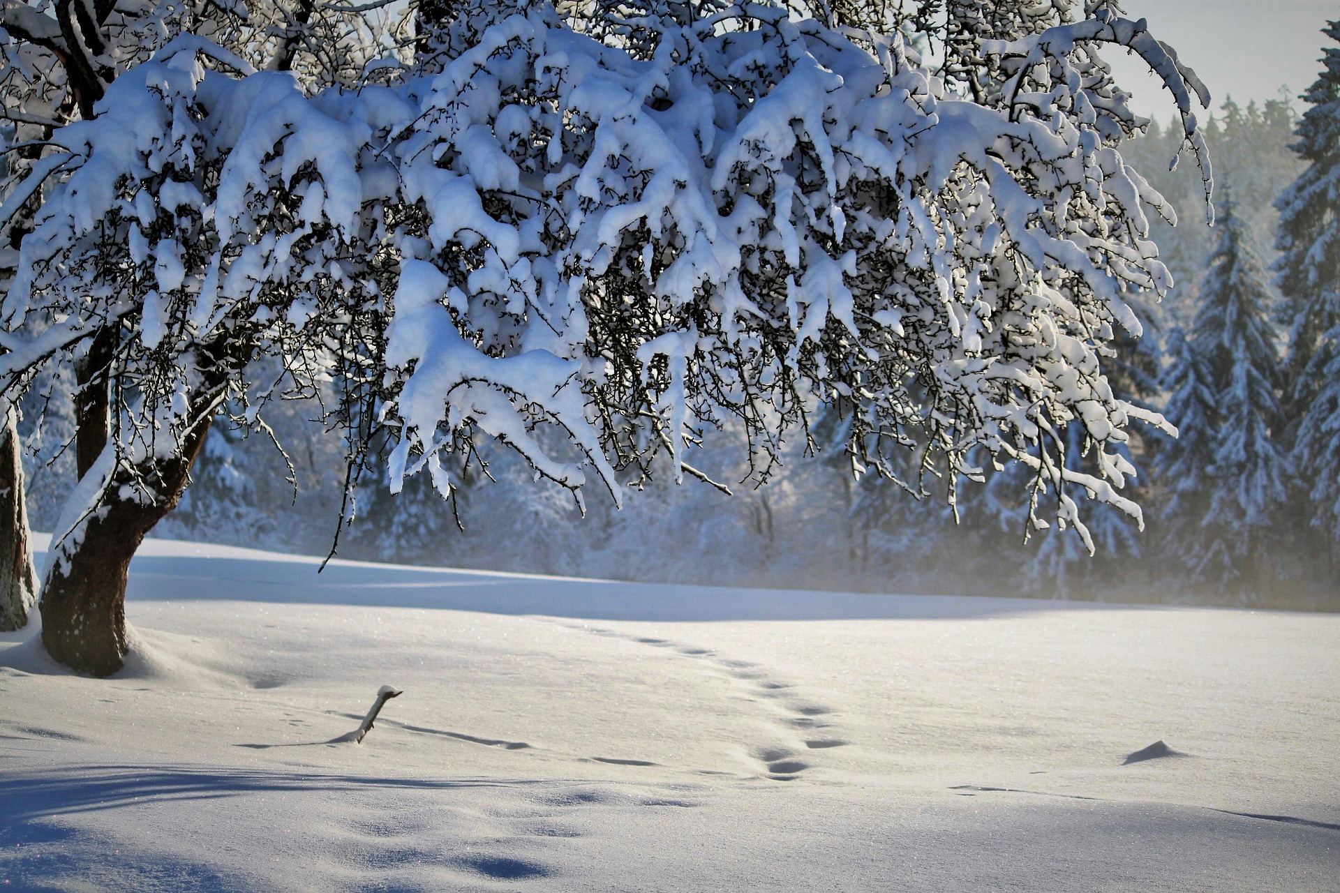 Paysage enneigé dans les Hautes-Alpes avec arbre recouvert de neige en hiver